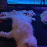 Wexlerov_Babetape