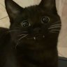 Richard_Royale