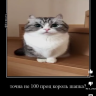 Enely
